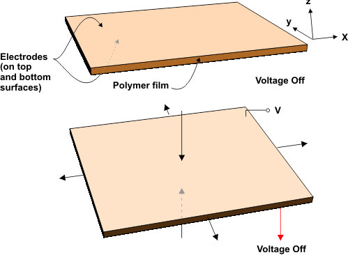 Induction of electrostrictive force to EAP material. Source: Yan, X., Jiang, C., Eynard, B. (2008). Advanced Design and Manufacture to Gain a Competitive Edge: New Manufacturing Techniques and their Role in Improving Enterprise Performance. UK, London: Springer.