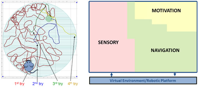 Left: MoNETA is a whole-brain-system model consisting of sensory, motivation, and navigation areas interfaced with a virtual environment or robotic platform. Right: MoNETA learns to perform the Morris Water Maze task. In the first trial, MoNETA explores its environment driven by lack of comfort and curiosity drives. Once it accidentally swims on top of the submerged platform (green), MoNETA learns its position by using some visual landmark at the border of the pool. As training progresses, MoNETA is able to swim directly from its current position to the platform. MoNETA integrates sensory information into higher order representations of its emerging reality, and is able to react to novel situations not explicitly programmed within the software. It can perceive its surroundings, decide what is useful, and in certain applications even be able to formulate plans that ensure its survival. MoNETA is motivated by analogs of the same drives that underlie the behavior of rats, cats, or humans.