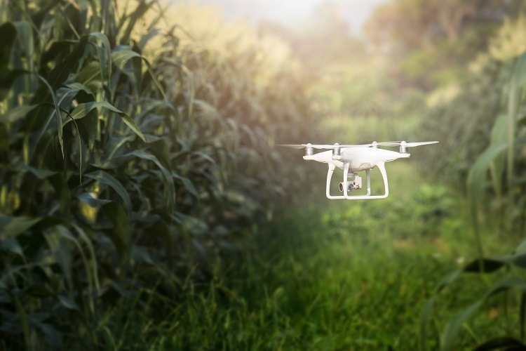 Agricultural Robots and Cannabis Harvesting