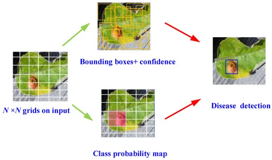 Schematic of YOLOv4 object detection algorithm for disease detection.
