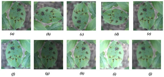 Different image augmentation methods: (a) original image, (b) 90° ACW rotation, (c) 180° ACW rotation, (d) 270° ACW rotation, (e) horizontal mirror projection, (f) color balancing, (g–i) brightness transformation, and (j) blur processing.