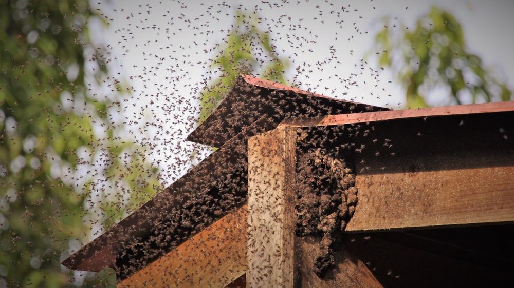 Collective behavior, bees