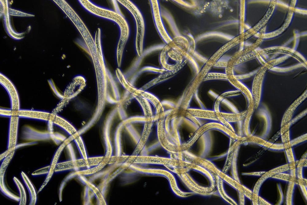 nematode swarm