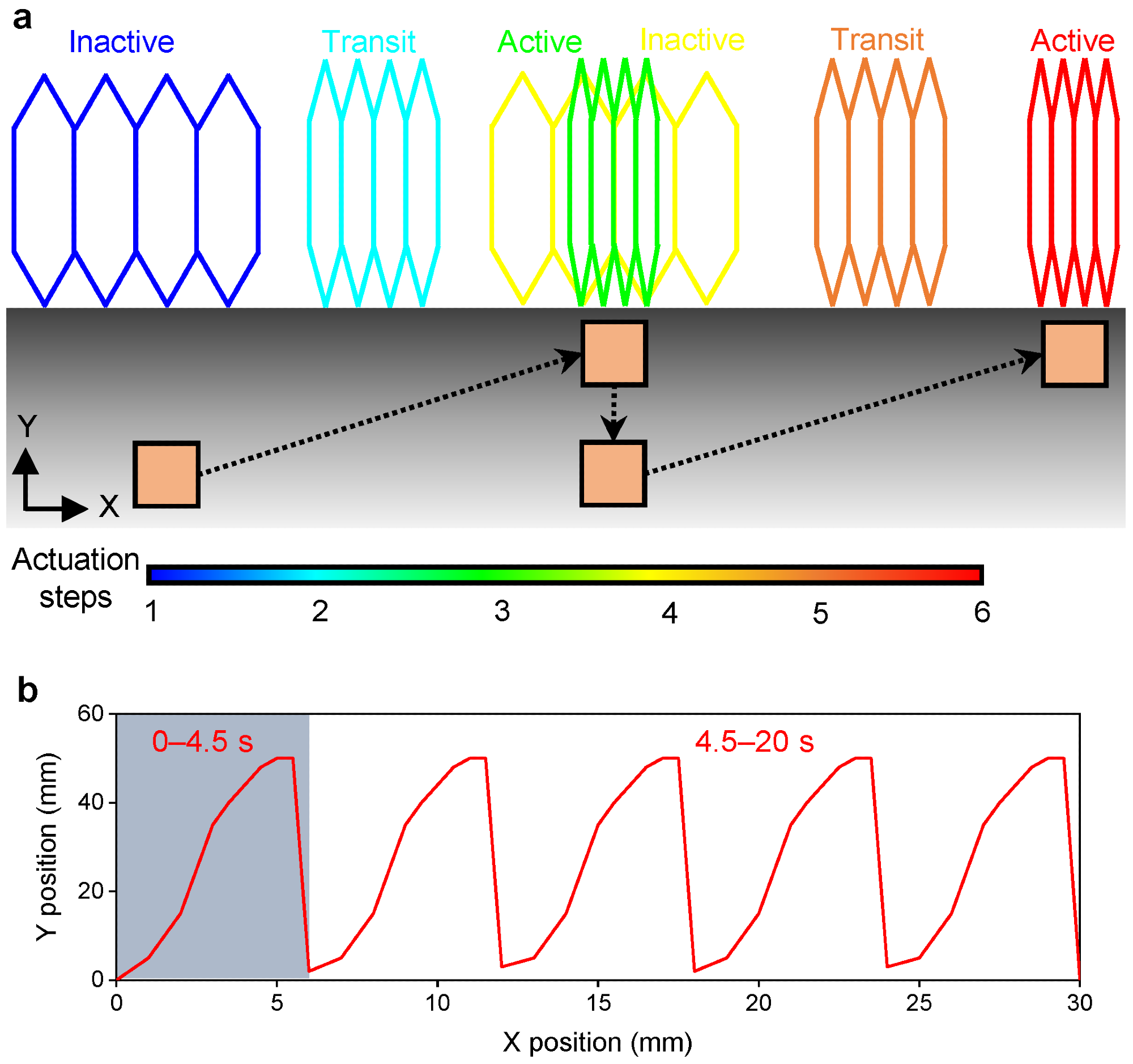 (a) Schematic showing the actuation mechanism of peristaltic motion of the soft robot actuated by a permanent magnet. (b) Pathway of the actuating magnet to generate the peristaltic motion of the robot.