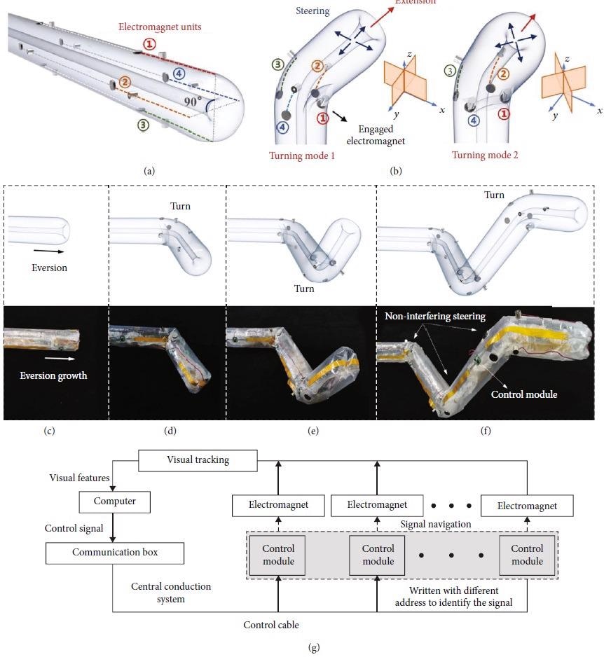 Principle of design and control for continuous steering. (a) Four series electromagnet units are uniformly distributed at 90° along the body of the soft robot. (b) The electromagnet units release the stored body to make the asymmetric lengthening, and the steering can be held by one electromagnet unit such as ? or two adjacent electromagnets such as ? and ?, corresponding to two different turning modes. (c) The robot is in a state of waiting for growth. (d) The electromagnets release the stored body through turning mode 1 and the robot steers to right. (e) Using turning mode 2, the robot steers upward. (f) The robot turns again to create three noninterfering steering at the spatial level. (g) Control block diagram of the robot.
