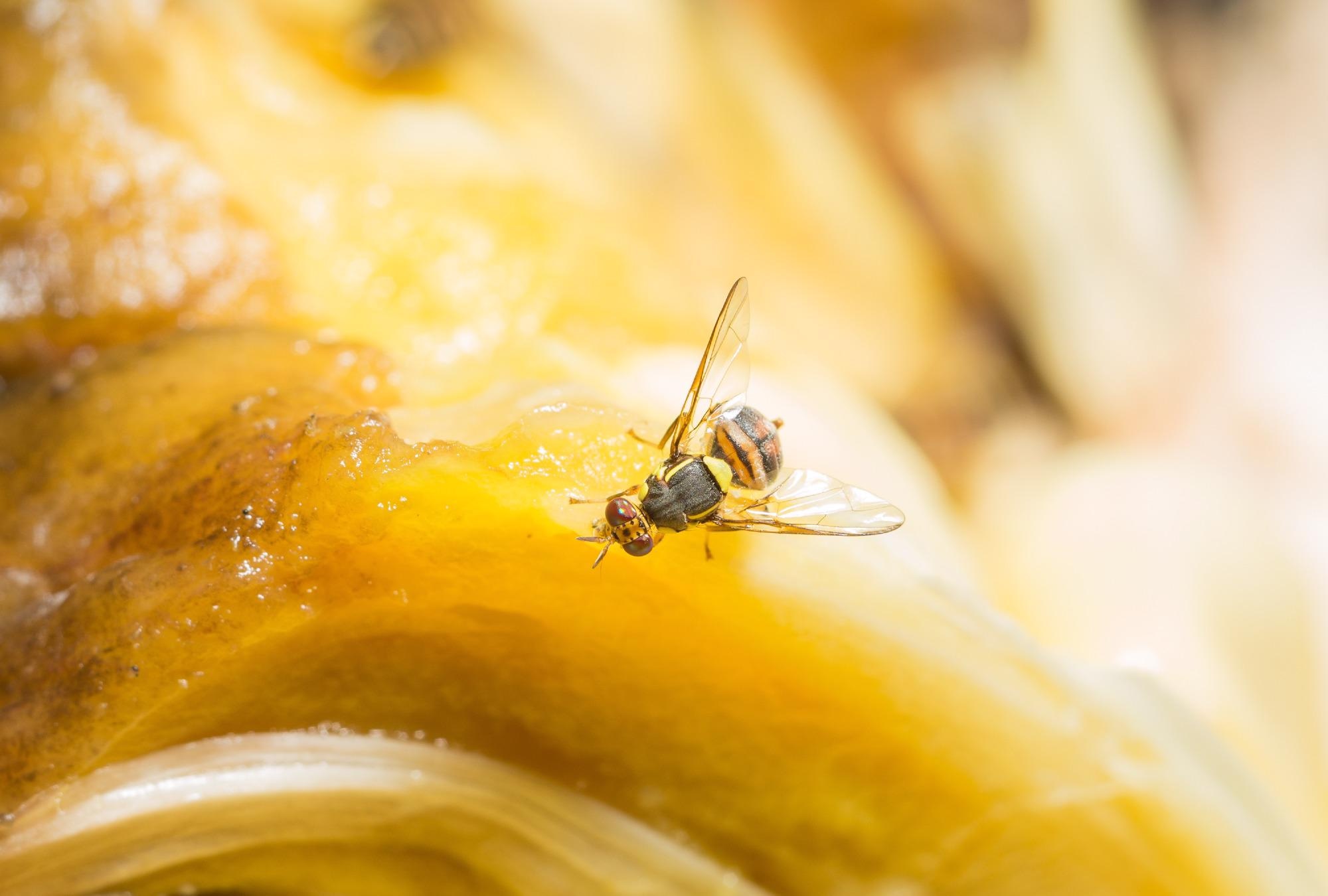 Artificial Muscles that Enhance the Performance of Flying Microrobots.