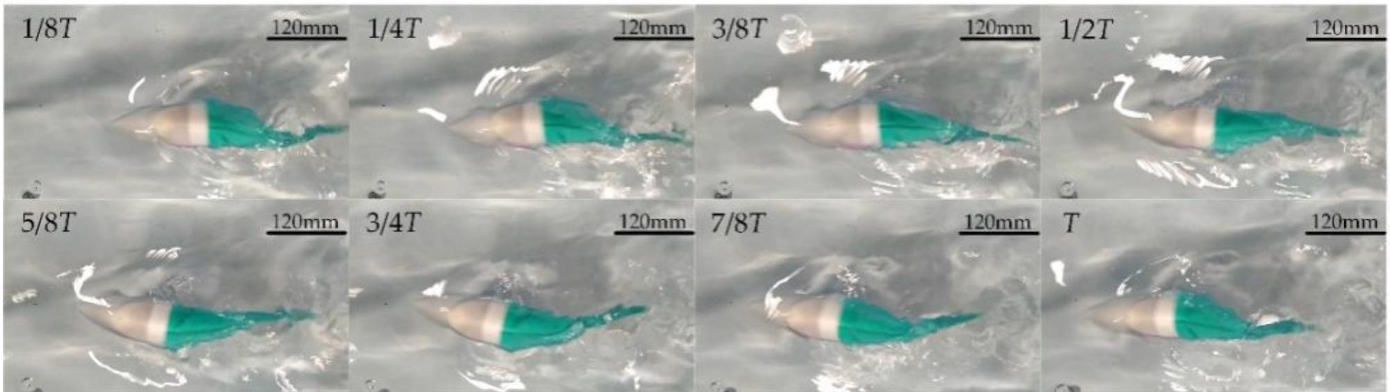 Sequence photos of robotic fish swimming.