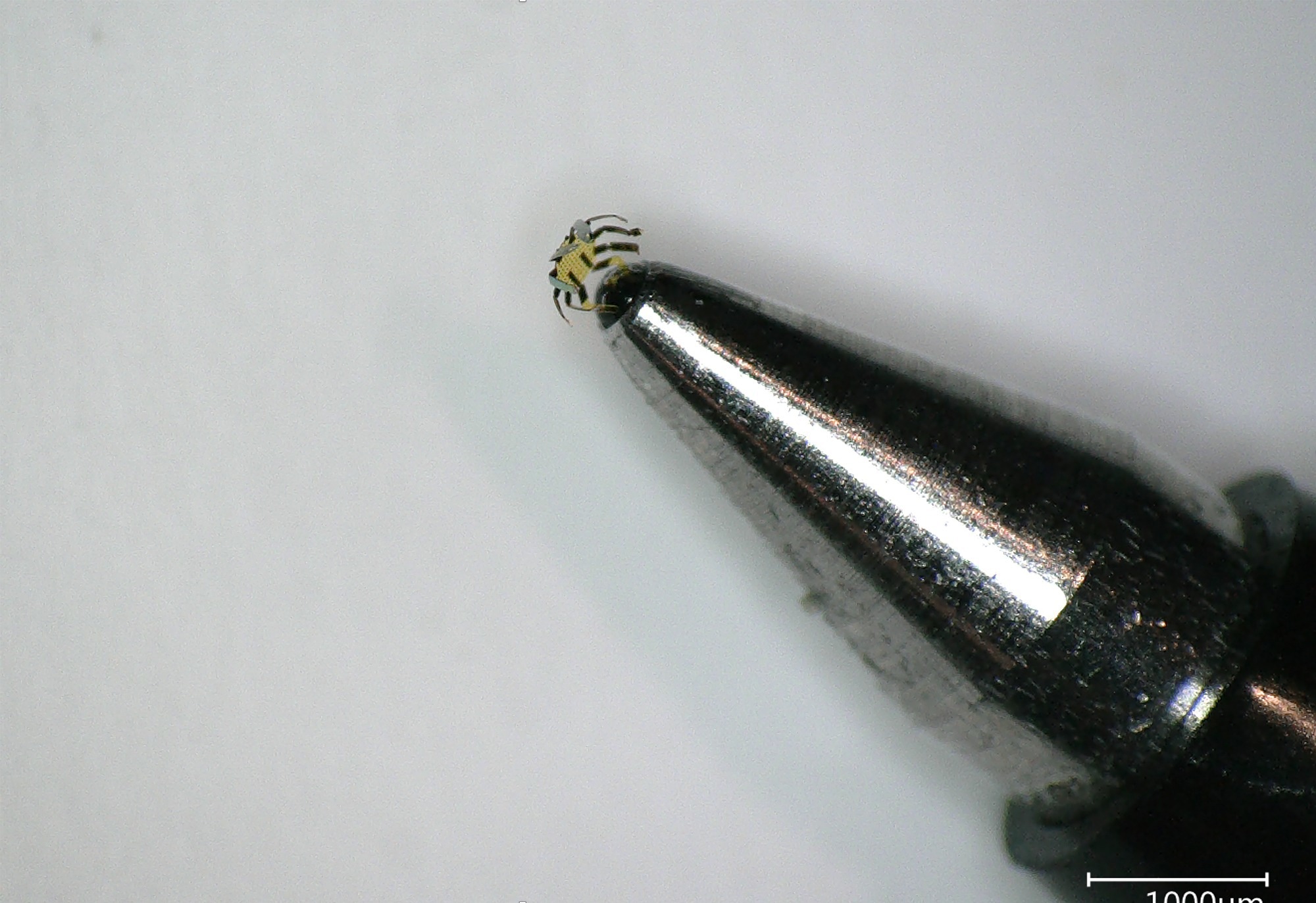 Tiny Robotic Crab: The Smallest-Ever Remote-Controlled Walking Robot.