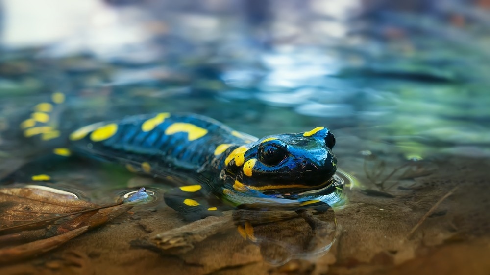 Amphibious Robots – An Overview