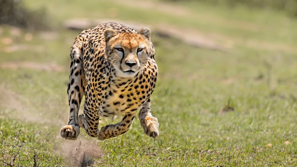 Cheetah running