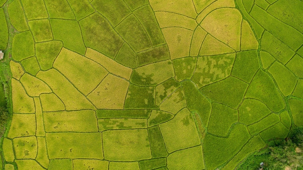 Rice Terrace Aerial Shot. Image of beautiful terrace rice field in Chiang Mai Thailand