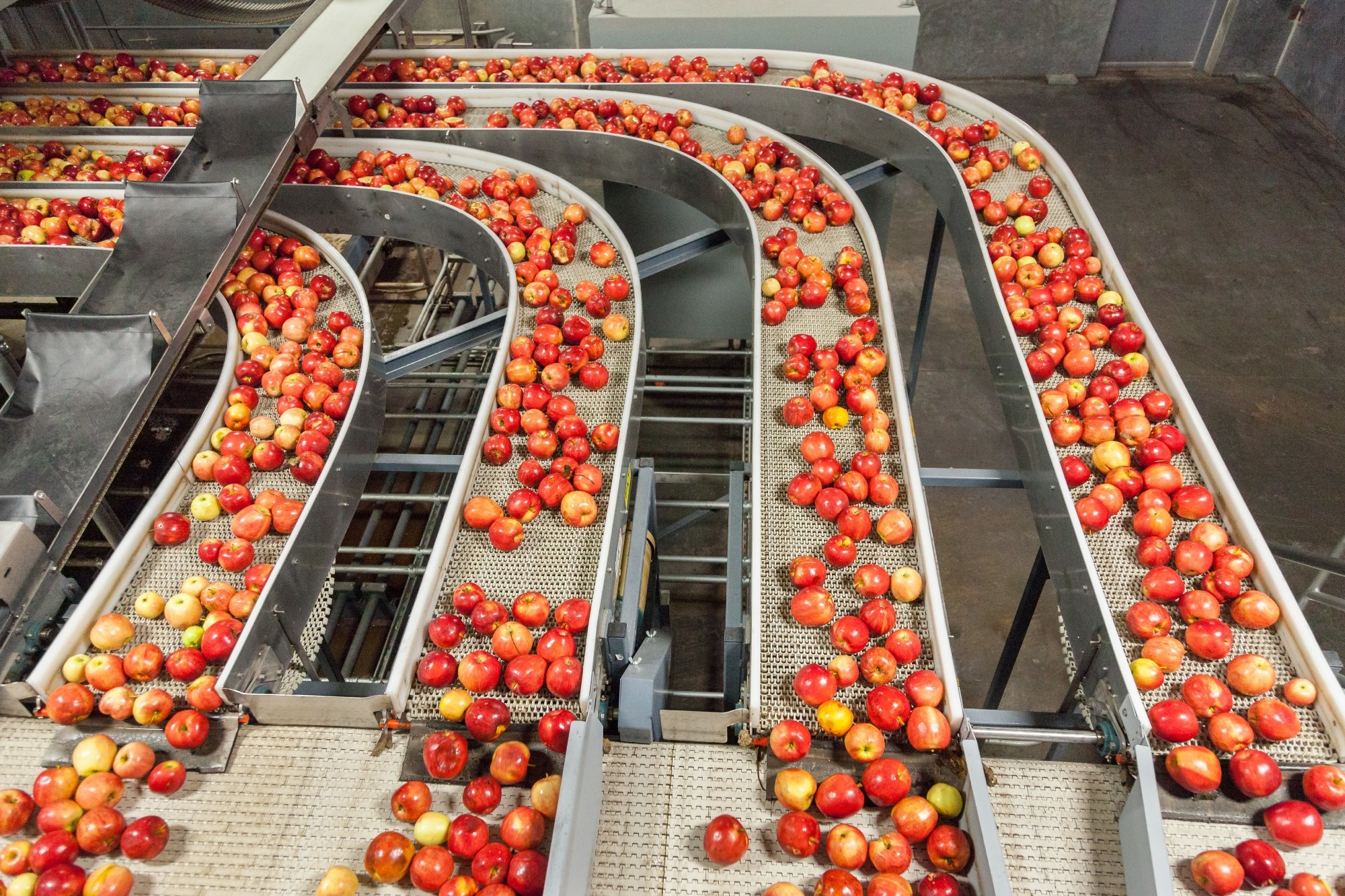Clean and fresh gala apples on a conveyor belt in a fruit packaging warehouse for presize.