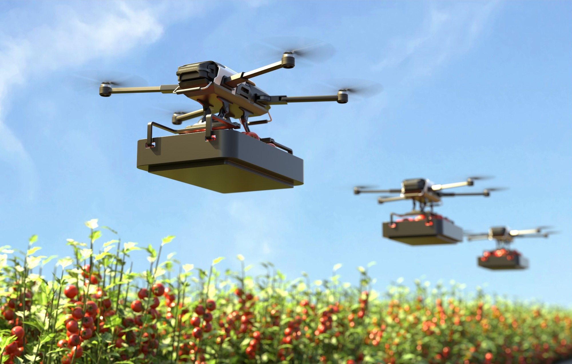 Drone is transporting tomatoes in a tomato garden.