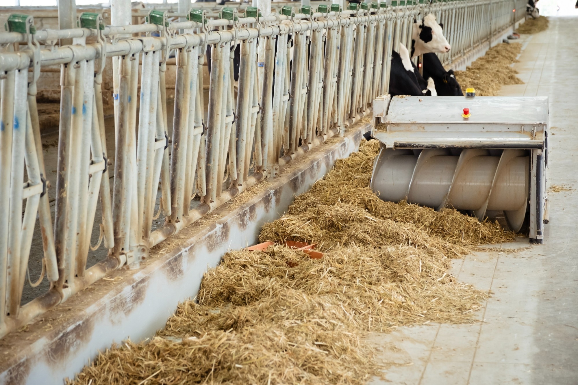 Autonomous feed-pusher robot moving hay and silage along a barn feed alley toward holstein cows, showcasing automated feeding, labor-saving technology and modern dairy efficiency.