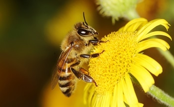 Developing Robotic Insects for Crop Pollination and Remote Monitoring
