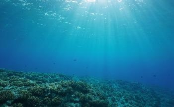 How Robots Can Help Us Learn More about Underwater Ecosystems