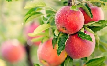 Experts Develop Multi-Scale Plant Disease Detection Model