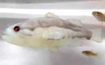 Robot Fish Unveils A New Era of Ecological Research