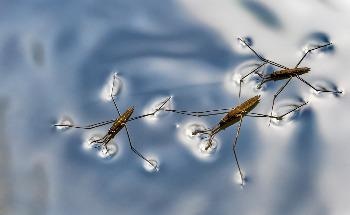 First Self-Driven Water-Walking Liquid Robot