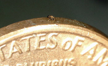 Tiny Robotic Crab: The Smallest-Ever Remote-Controlled Walking Robot