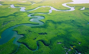 Can Drones Help Conservation Efforts?