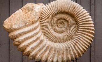 Resurrecting Ancient Cephalopods with Robots