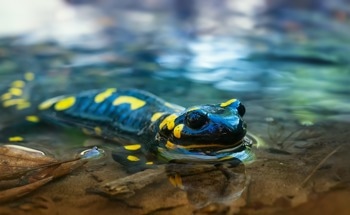 Amphibious Robots – An Overview