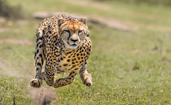 How Do Animal Movements Inspire Robot Design?