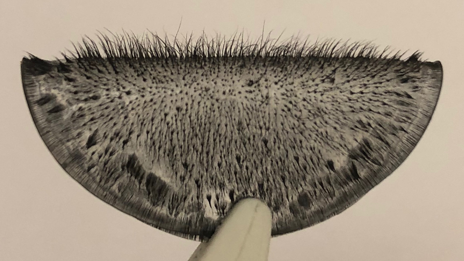 New Artificial Magnetic Cilia Could Find Applications in Microrobotics