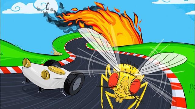 New Study on Fruit Flies may Lead to Better Autonomous Vehicles