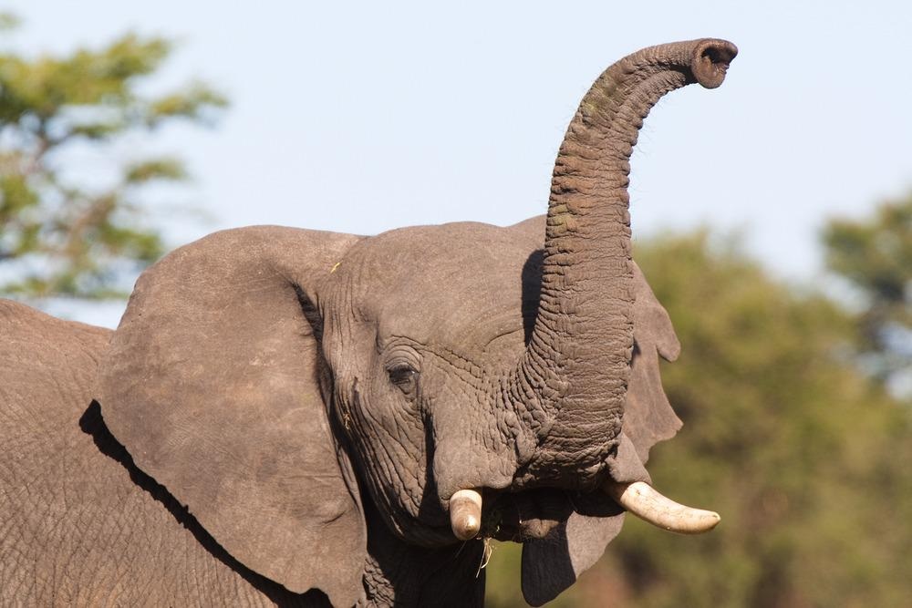 3D Printed Robotic ‘Elephant Trunk’ is Guided by Machine Learning