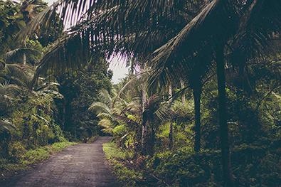 AI, 5G, Data Science Could Help Map Wild Plants, Ancient Forests on Indonesian Islands