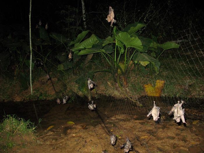 AI Could be Used to Identify Zoonotic Viruses that Infect Humans.