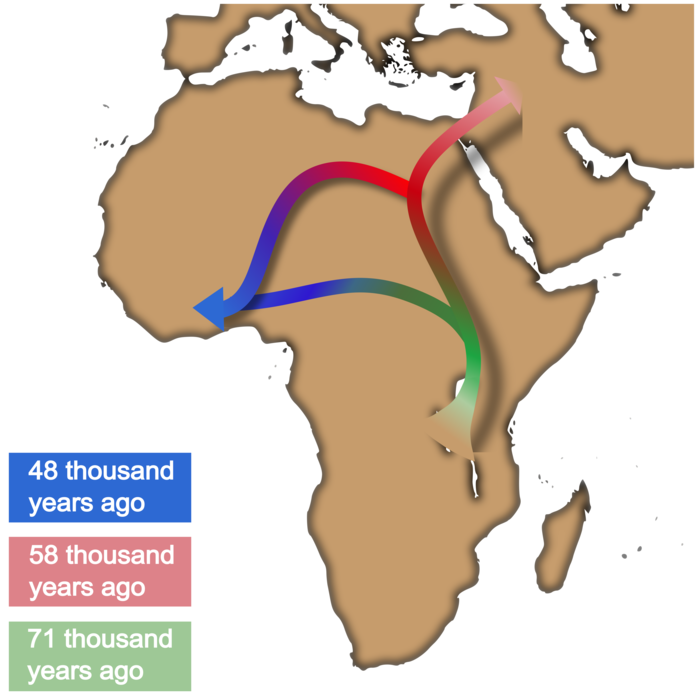 New AI-Based Method Refines Understanding of Out of Africa Movement.