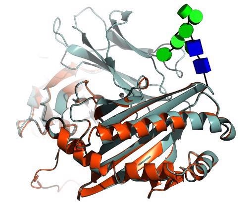 Novel AI Modeling Helps Create More Complete Models of Human Proteins.