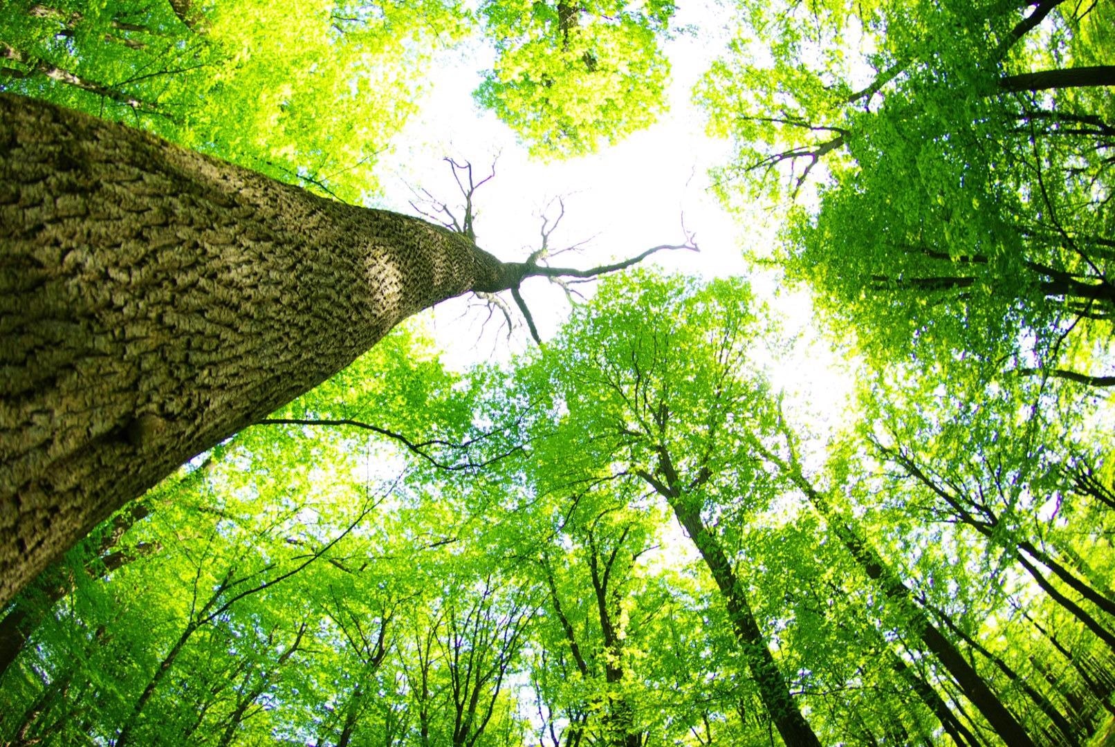 Unique Artwork Reminds People of Nature’s Job, Impacts of AI on Climate Change.
