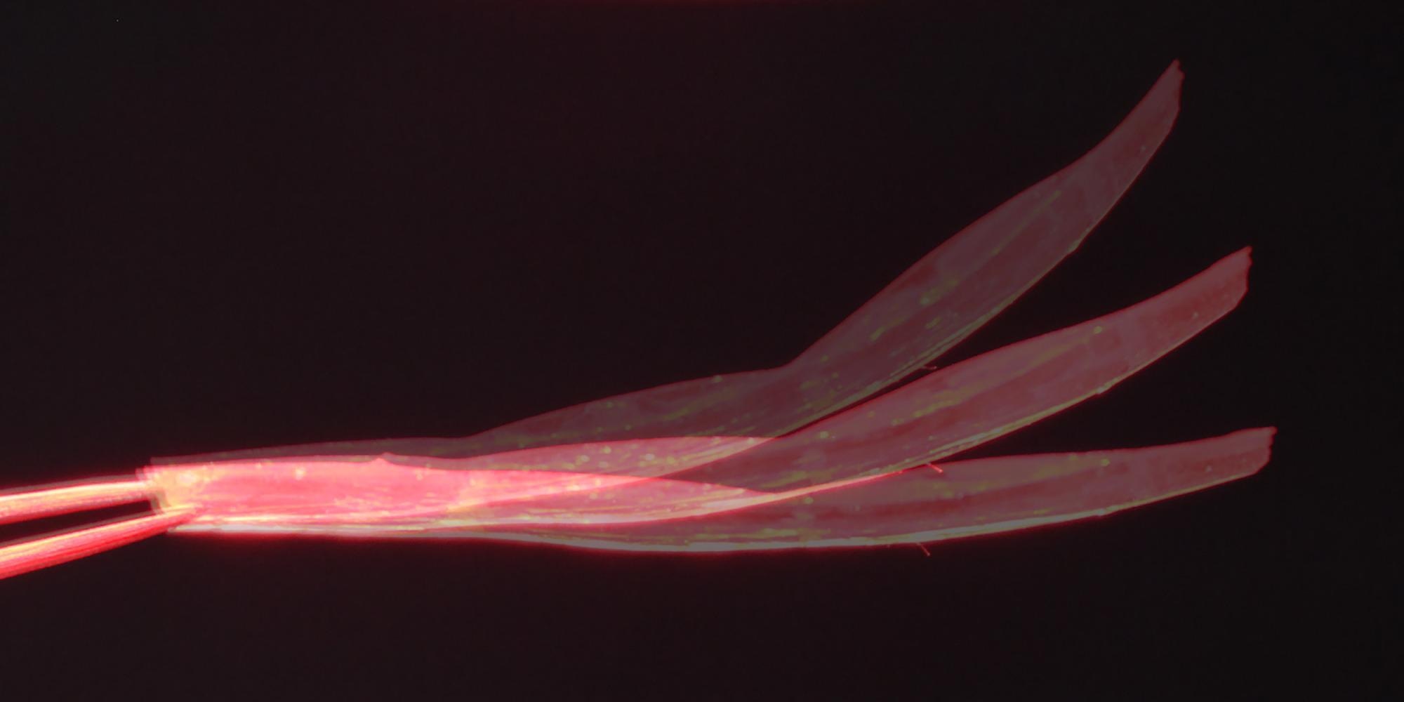 New Robotic Film Could Hoover Oil Spills, Remove Pollutants from Drinking Water.