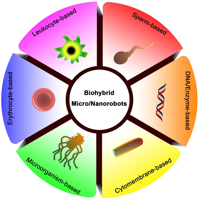 Miniature Biohybrid Robots for Drug Delivery to Targeted Sites in the Human Body.