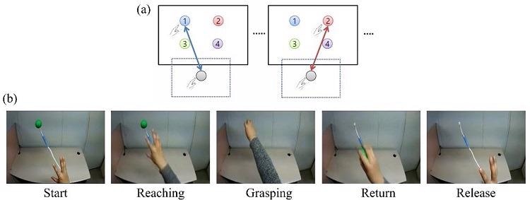 Novel Electrocorticography Decoder for Brain–Machine Interface Employs Echo State Networks and Gaussian Readouts.