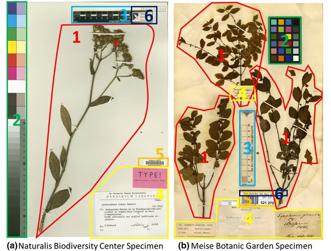 AI to Help Digitize Hundreds of Millions of Specimens in Museums Across Europe.