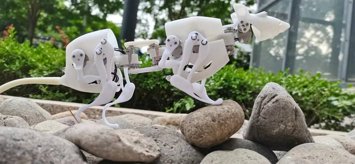 Study Show the Legged Robot SQuRo can Mimic Real Rat Motions in Narrow Spaces.
