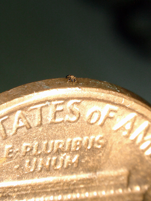Northwestern Engineers Create the Smallest-Ever Remote-Controlled Walking Crab-Shaped Robot.