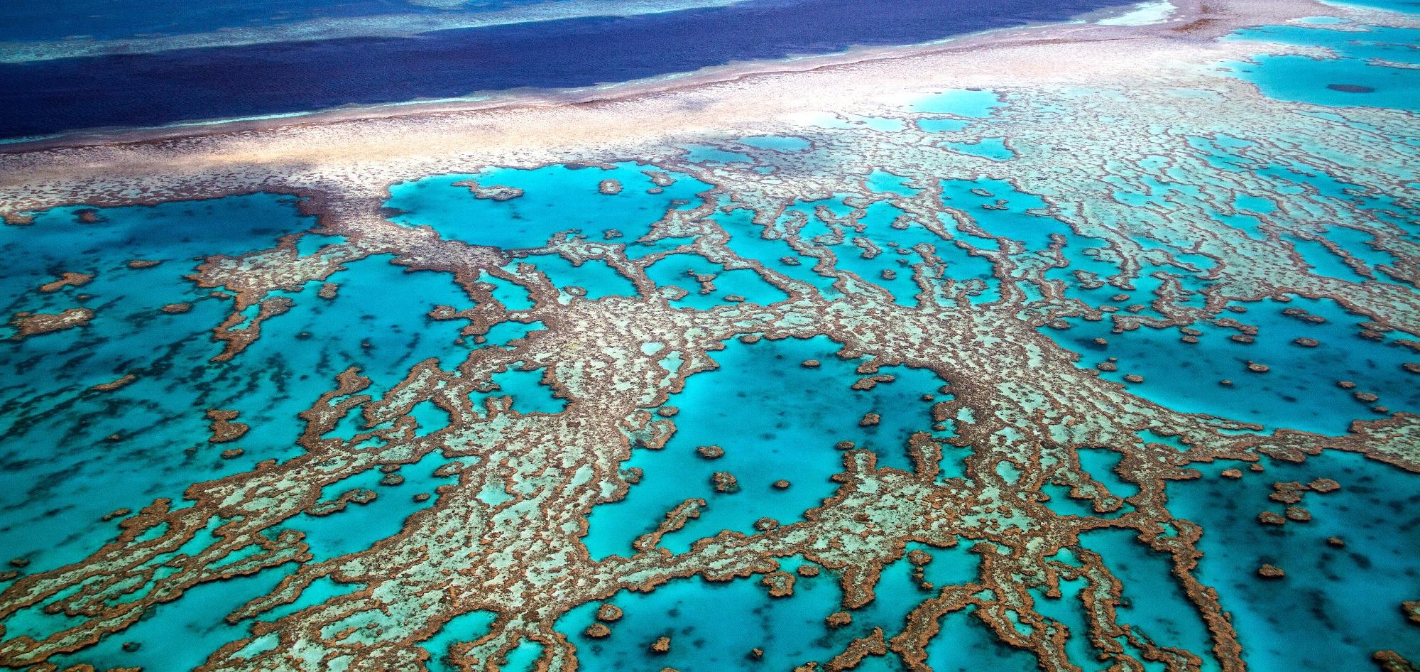 AI Monitors the Health of Coral Reefs by Learning the “Song of the Reef”.