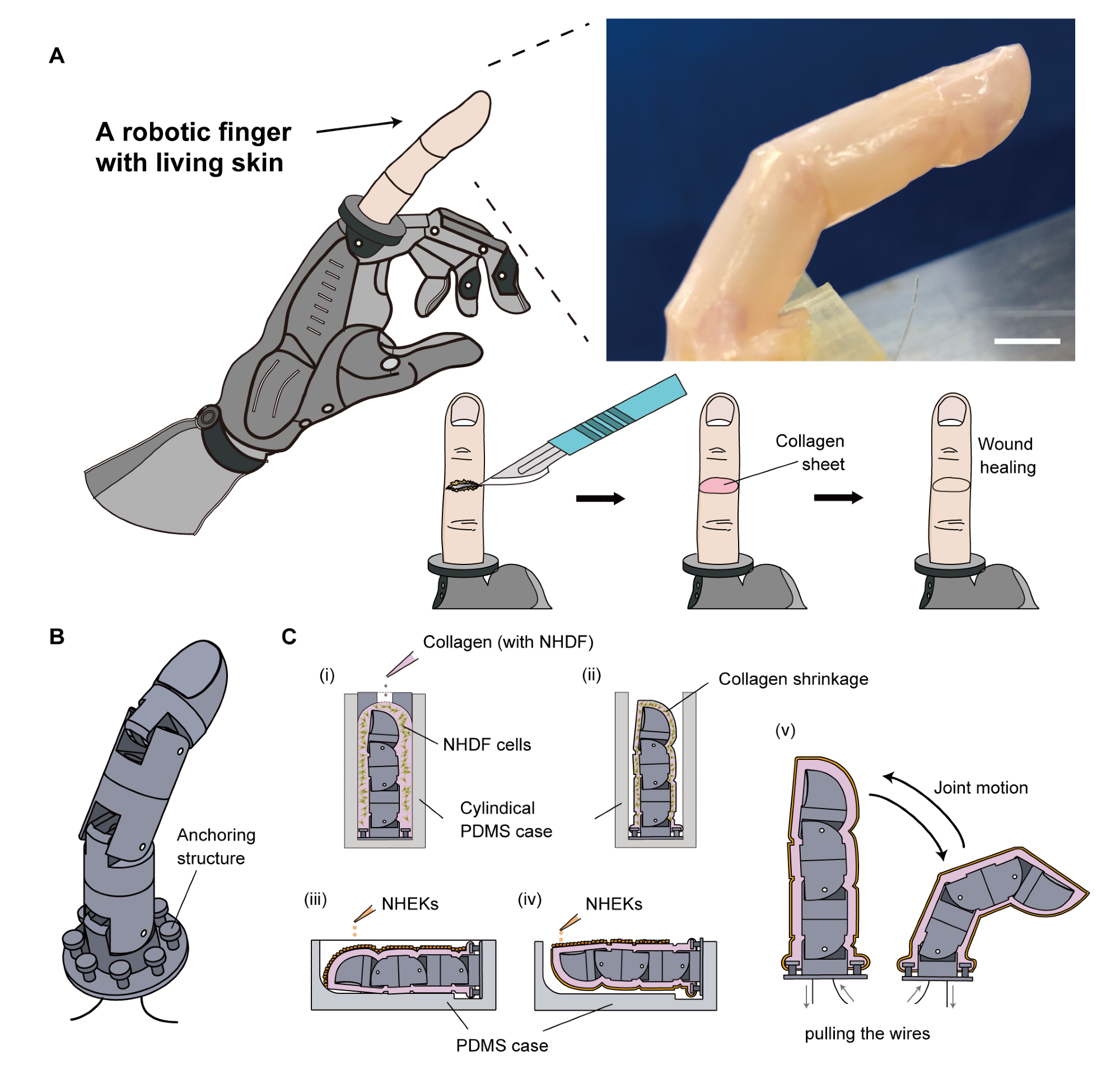Robotic Finger With Self-Healing Skin.