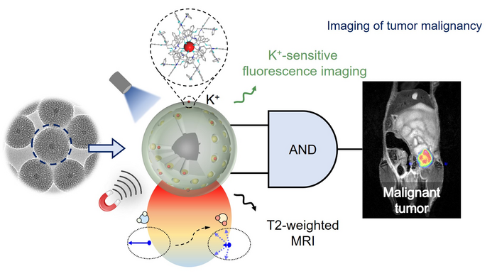 Using AI for Real-Time Tumor Malignancy Identification.