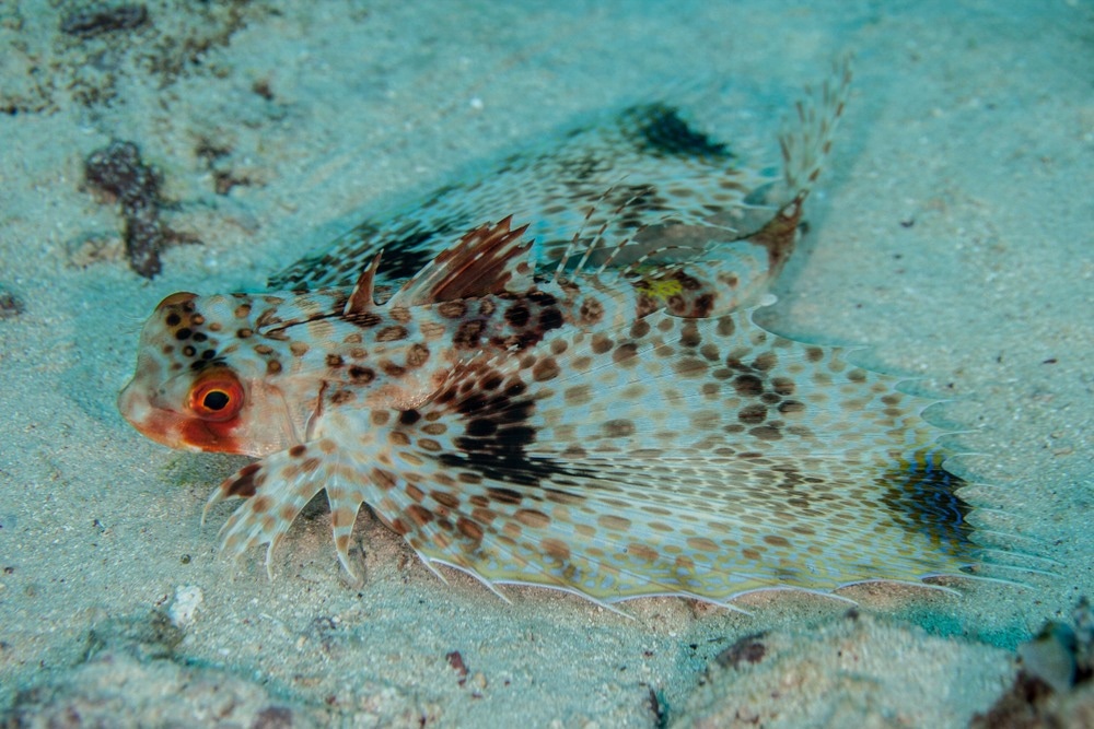 RobDact was modeled after a species of fish called Dactylopteridae