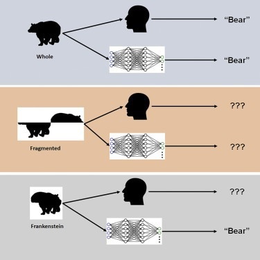 AI Not as Efficient as Human Configural Shape Perception