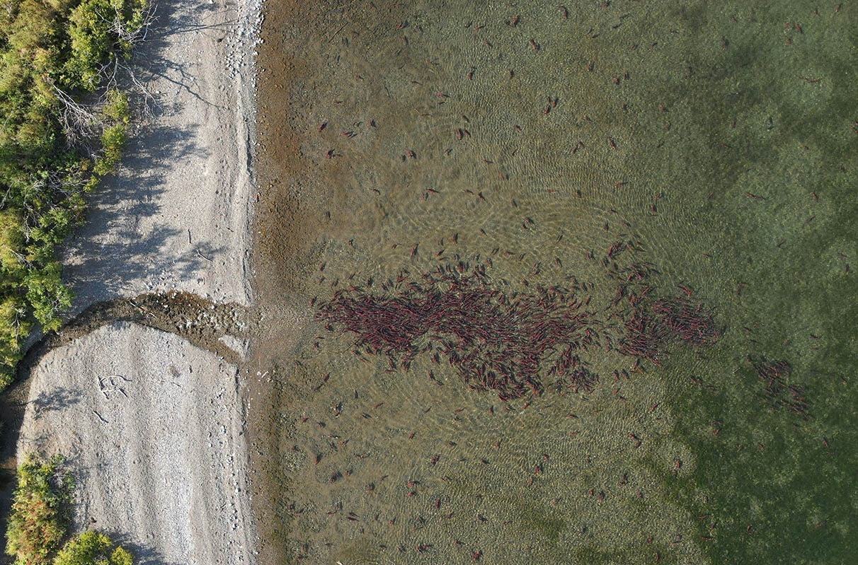 Drone Imagery Could Help Enhance Salmon Nest Counts
