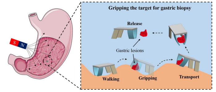 Gastric Biopsy Using Quadruped Soft Microrobot Powered by Magnetic Fields