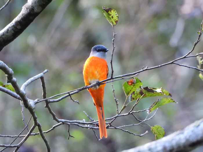 Acoustic Detection Dataset of Birds in Montane Forests